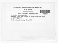 Passalora squalidula image